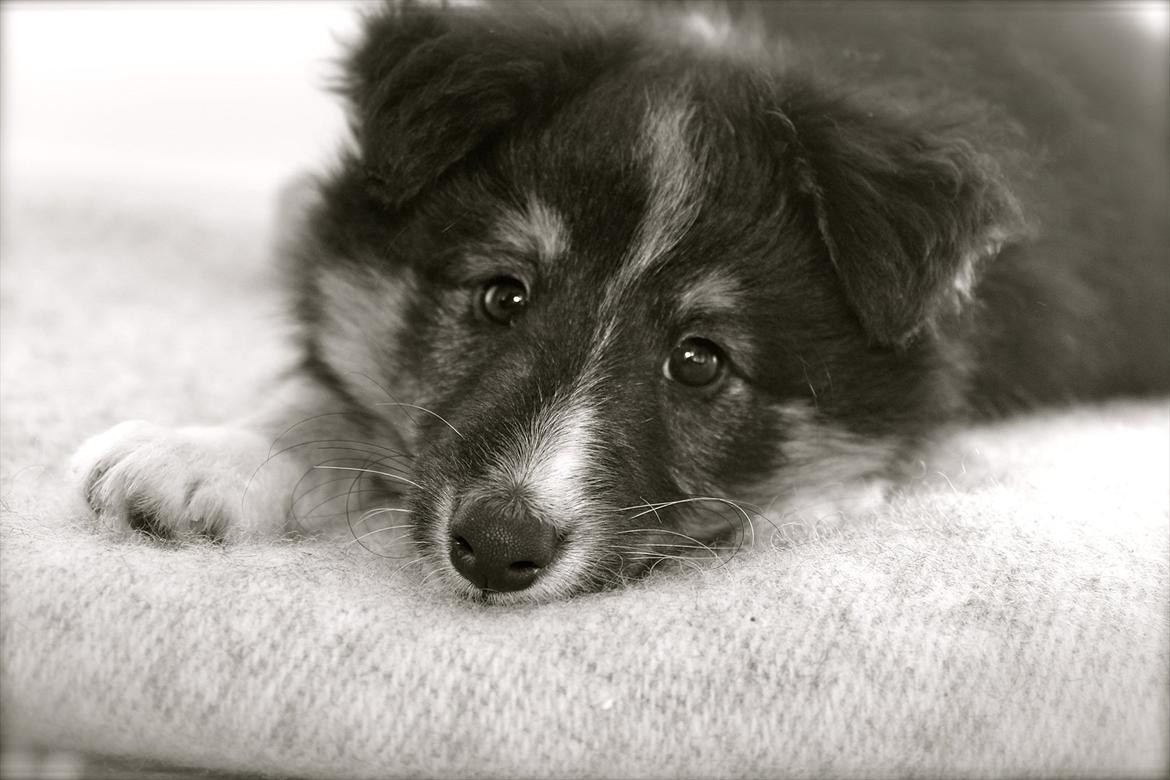 Shetland sheepdog Elverlamshuset's Uno - Lille Uno 9 uger billede 3