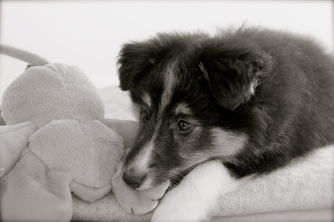 Shetland sheepdog Elverlamshuset's Uno - Uno 9 uger billede 6