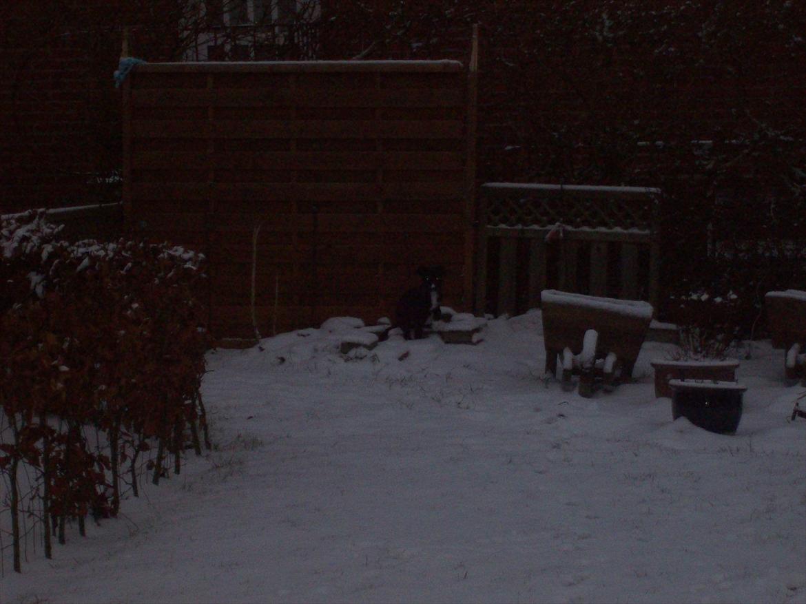 Blanding af racer freja billede 10