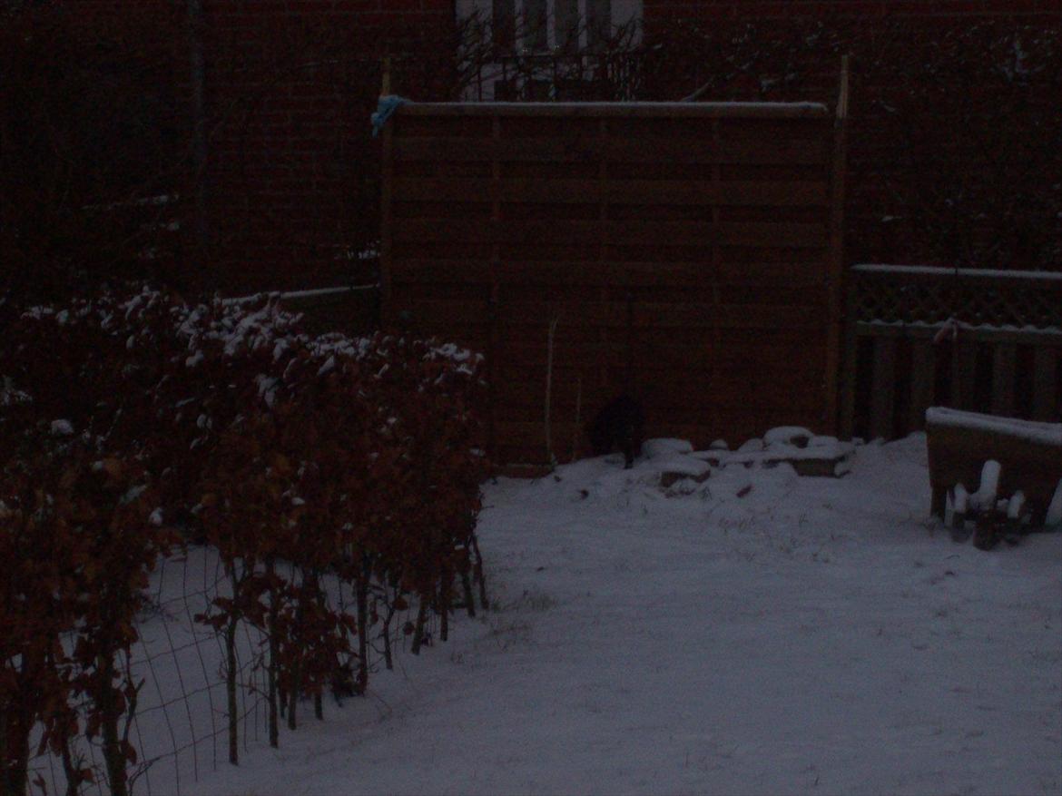 Blanding af racer freja billede 11