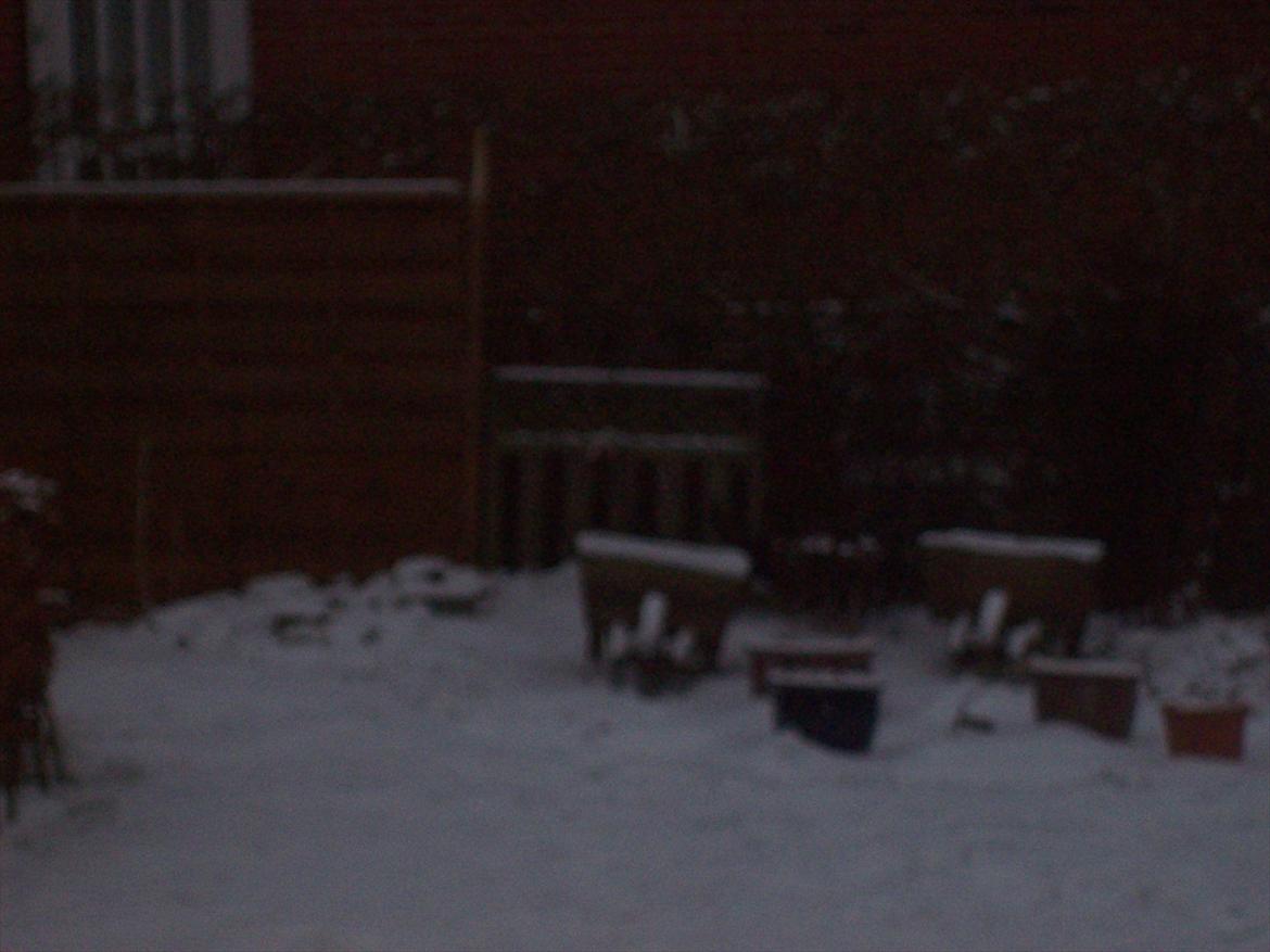 Blanding af racer freja billede 12