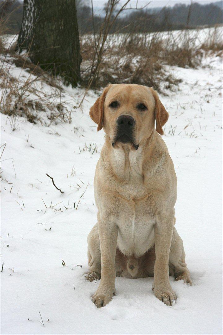 Labrador retriever Posters Yellow Moon (Ramses) - den 27.01.2012 15 mdr. gammel billede 3