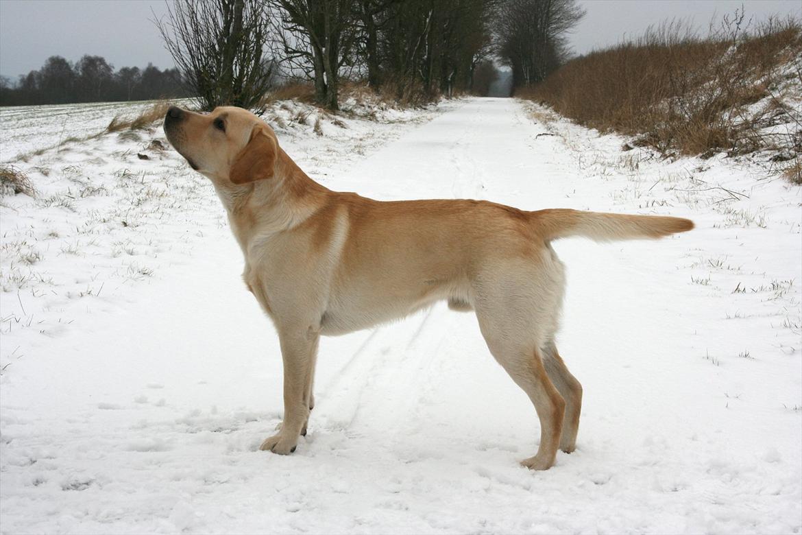 Labrador retriever Posters Yellow Moon (Ramses) - 15 mdr gammel billede 4