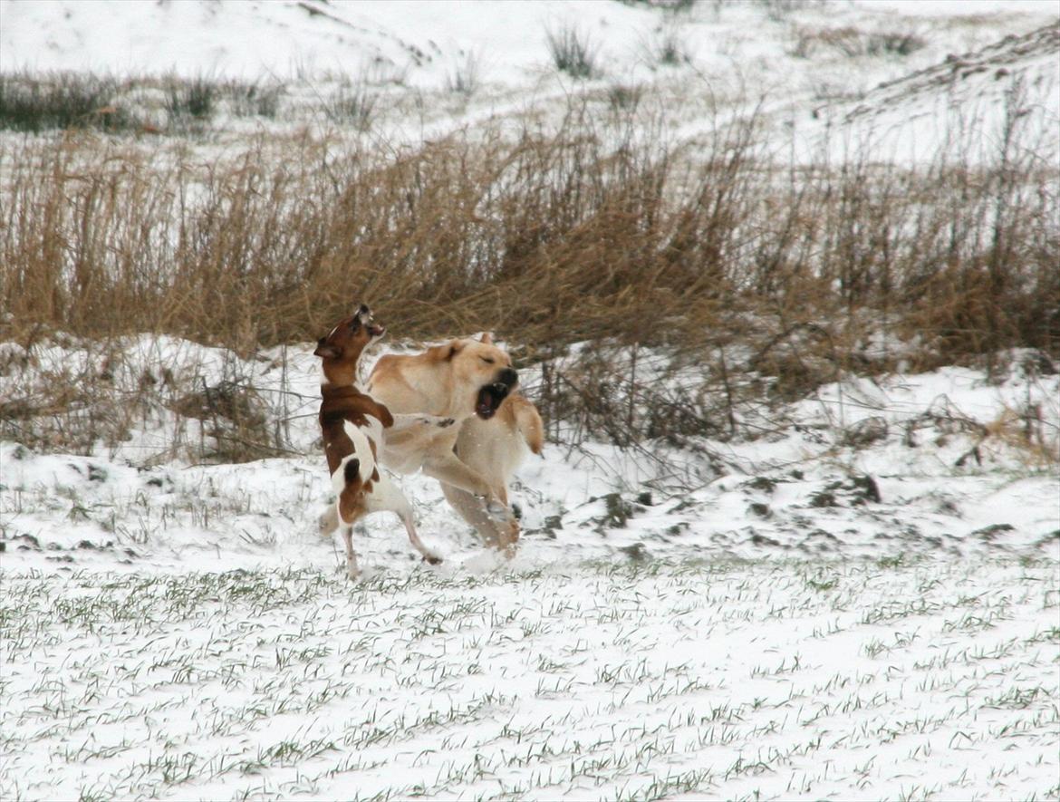 Labrador retriever Posters Yellow Moon (Ramses) - Leg den 27.01.2012 billede 9