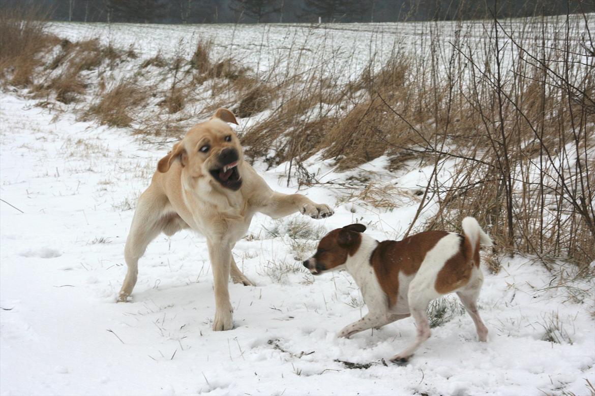 Labrador retriever Posters Yellow Moon (Ramses) - Vild leg den 27.01.2012 billede 10