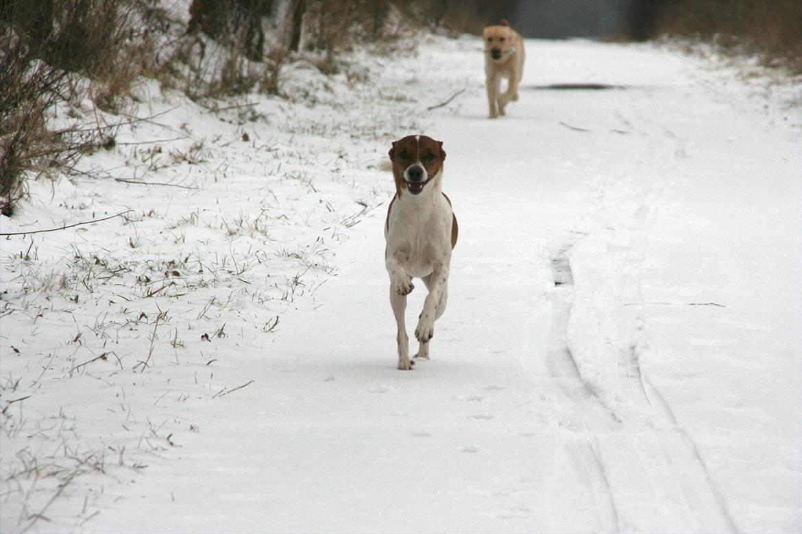 Dansk svensk gaardhund Felix - Den 27.01.2012 ca 3,5 år gammel. billede 2