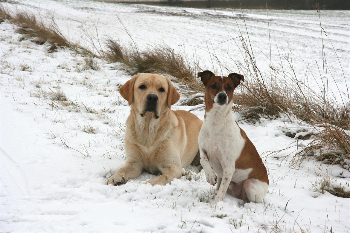 Dansk svensk gaardhund Felix - Ramses og Felix den 27.01.2012 billede 3