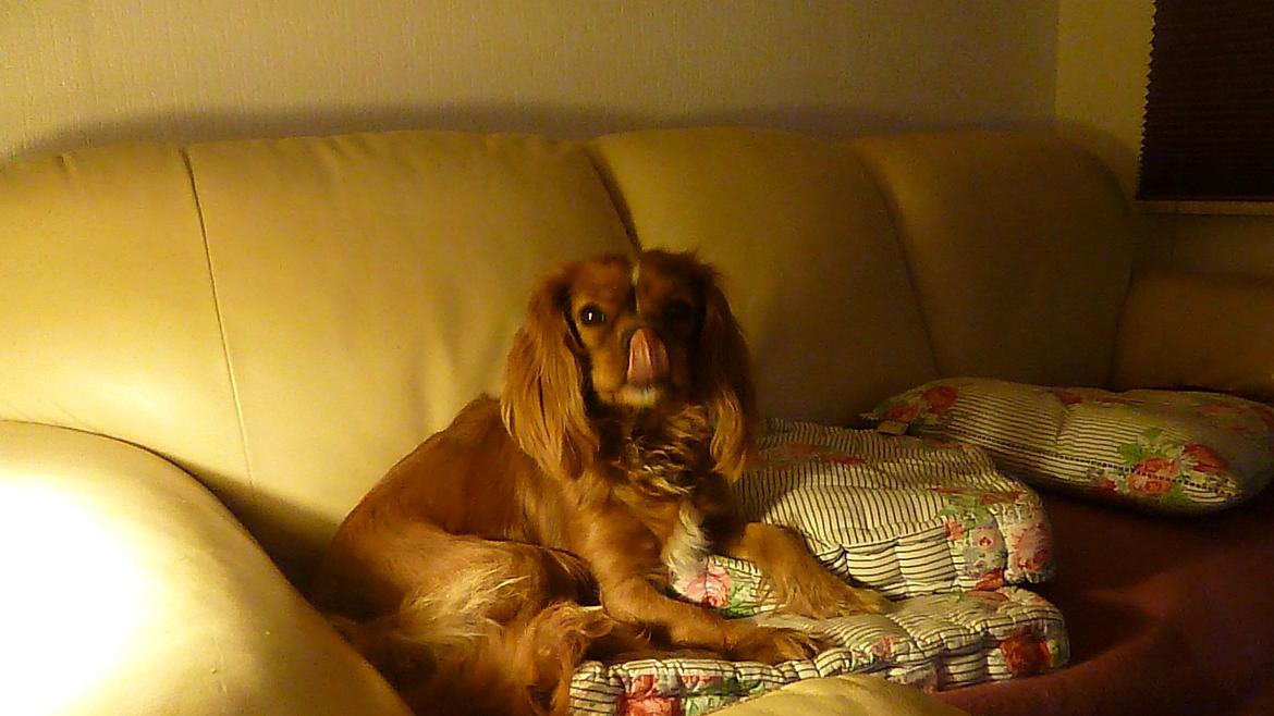 Cavalier king charles spaniel Sammy billede 7