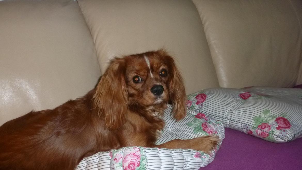 Cavalier king charles spaniel Sammy billede 8