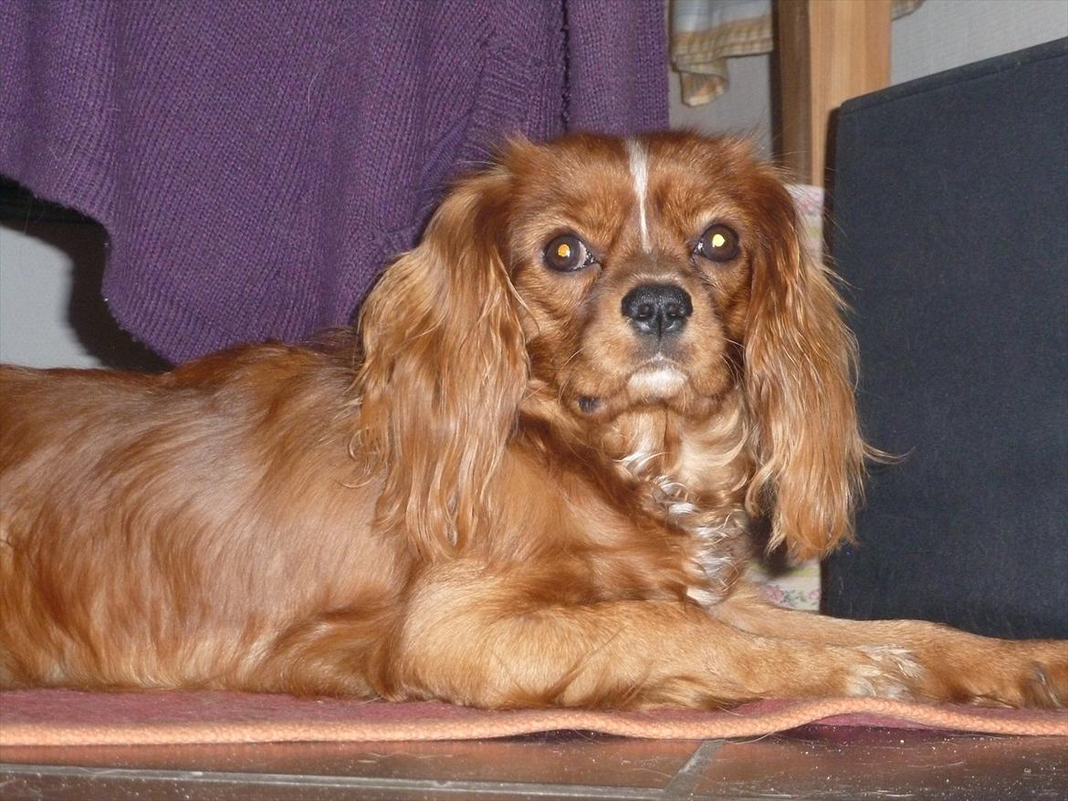 Cavalier king charles spaniel Sammy billede 9