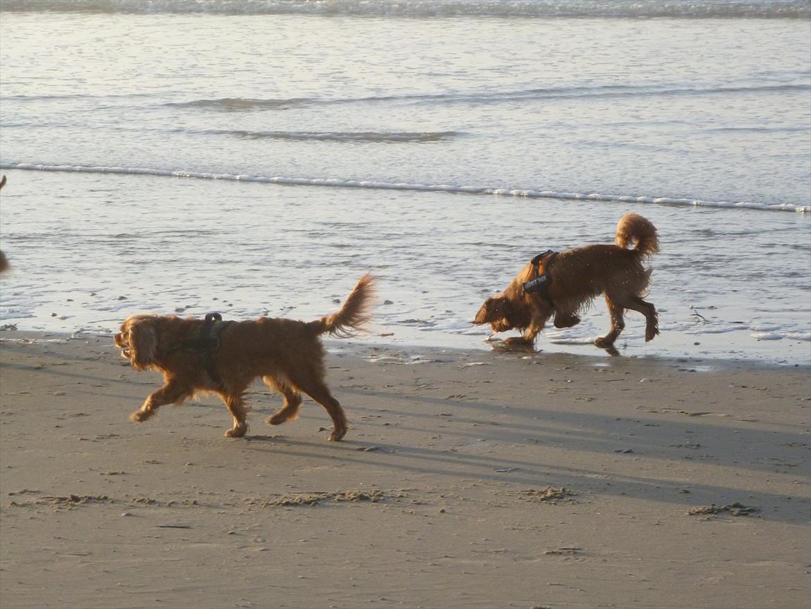 Cavalier king charles spaniel Sammy - En dejlig dag på rømø  billede 10