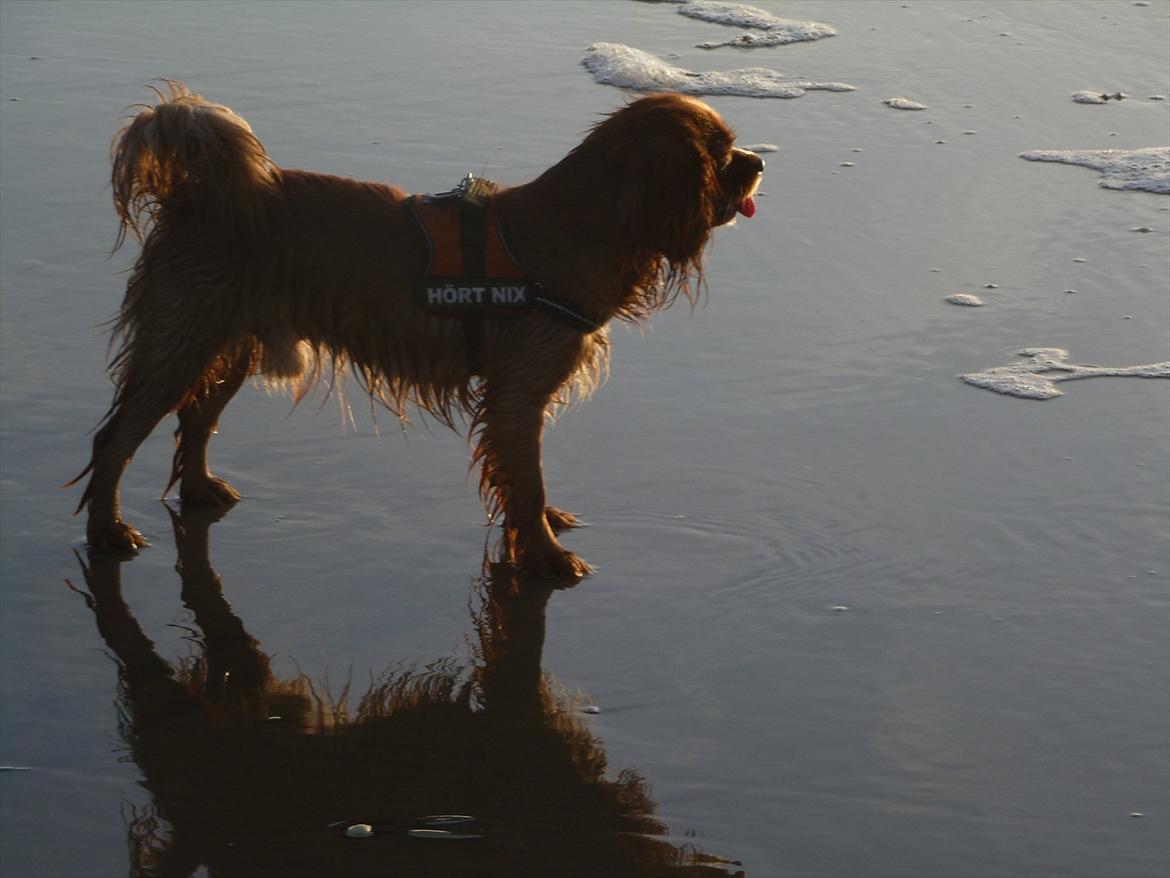 Cavalier king charles spaniel Sammy billede 11