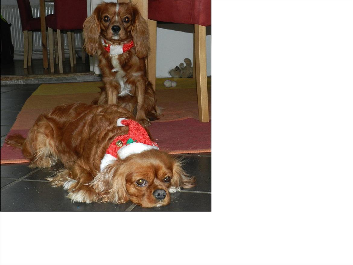 Cavalier king charles spaniel Sammy - Julehundene Sammy og Wilma billede 12