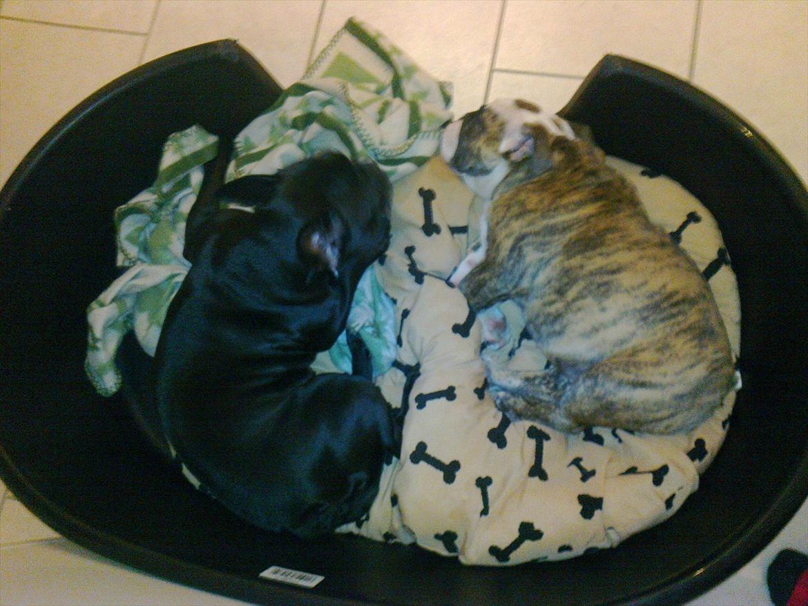 Engelsk bulldog Aurora "Fru. Flemming" billede 7