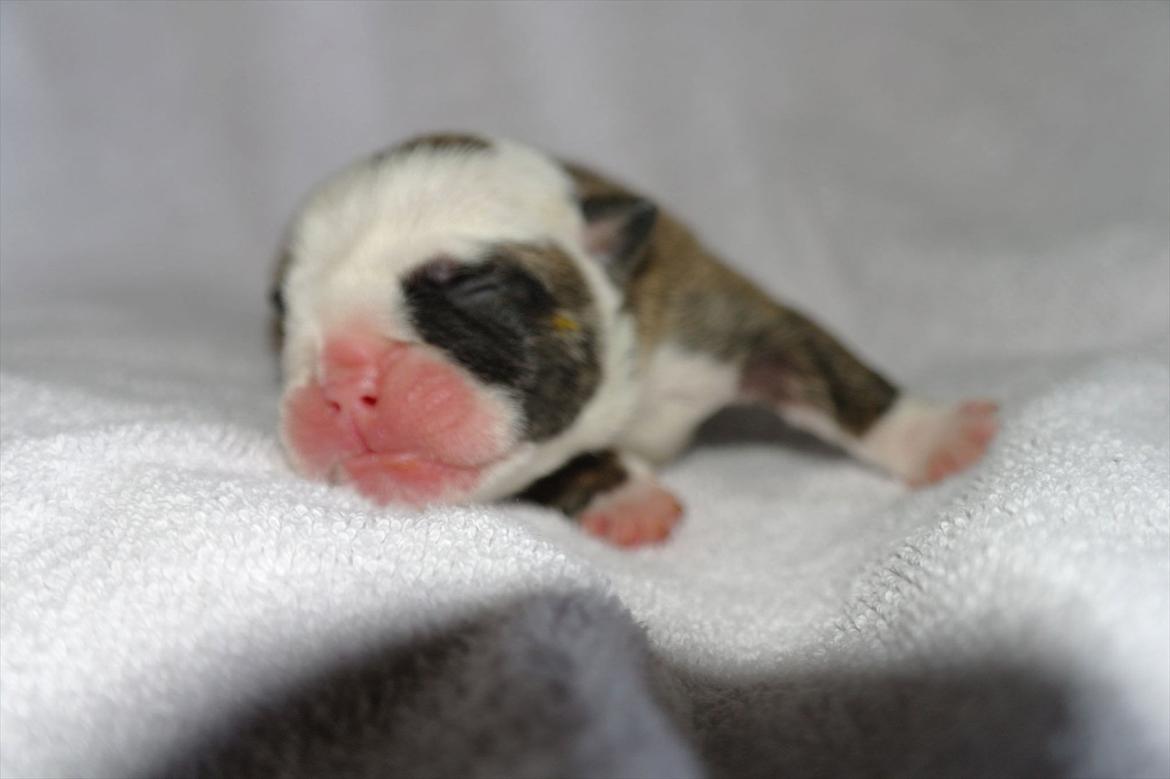 Engelsk bulldog Aurora "Fru. Flemming" - lånt af opdrætter billede 8