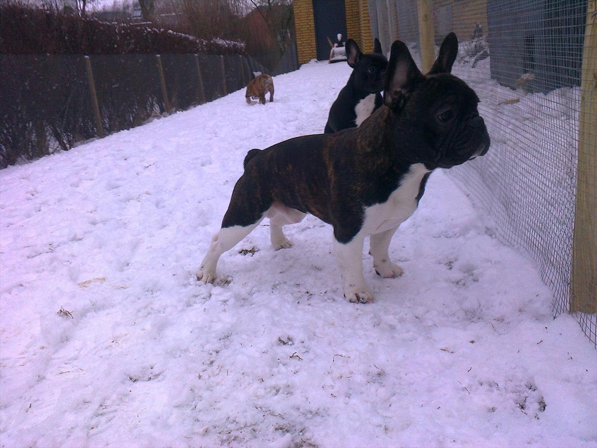 Fransk bulldog Armani "Dyson" billede 12