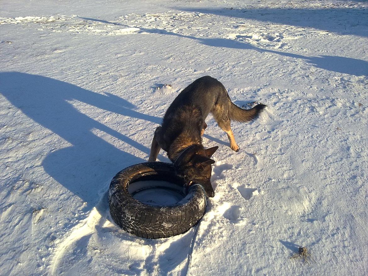 Schæferhund Dristig billede 7