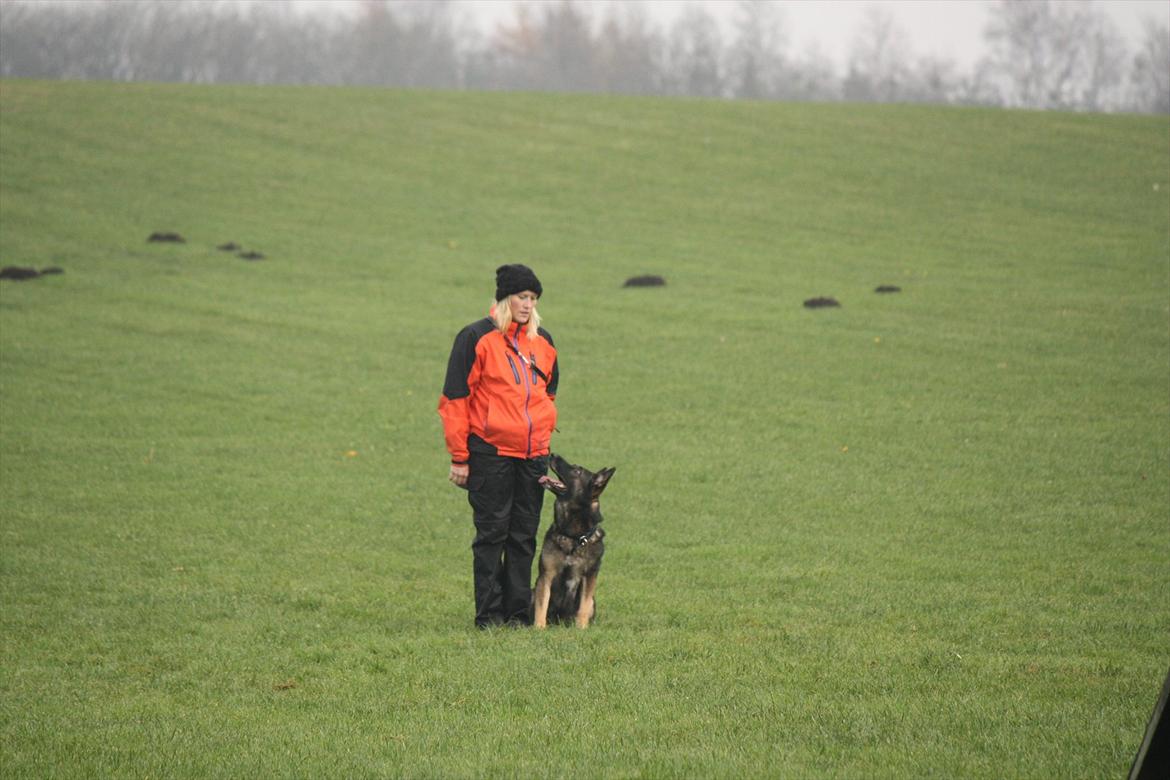 Schæferhund Dristig billede 8