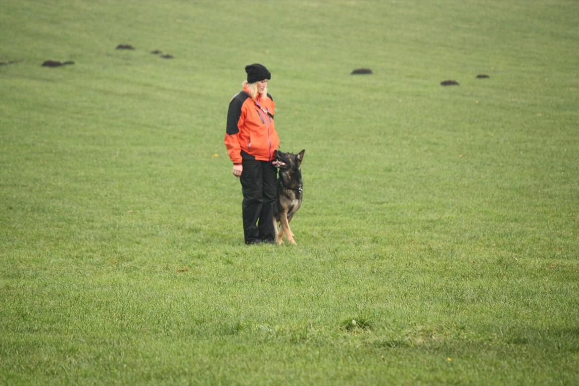 Schæferhund Dristig billede 9