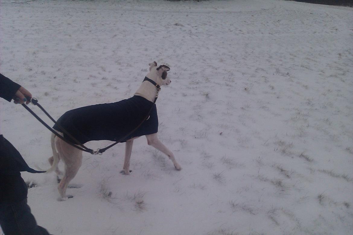 Greyhound Stouke Thunder - Thunder fik øje på noget i sneen. 27/1/12 billede 19