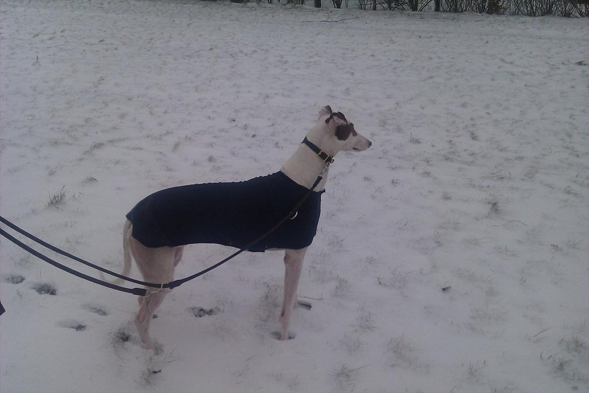 Greyhound Stouke Thunder - Velkommen billede 1