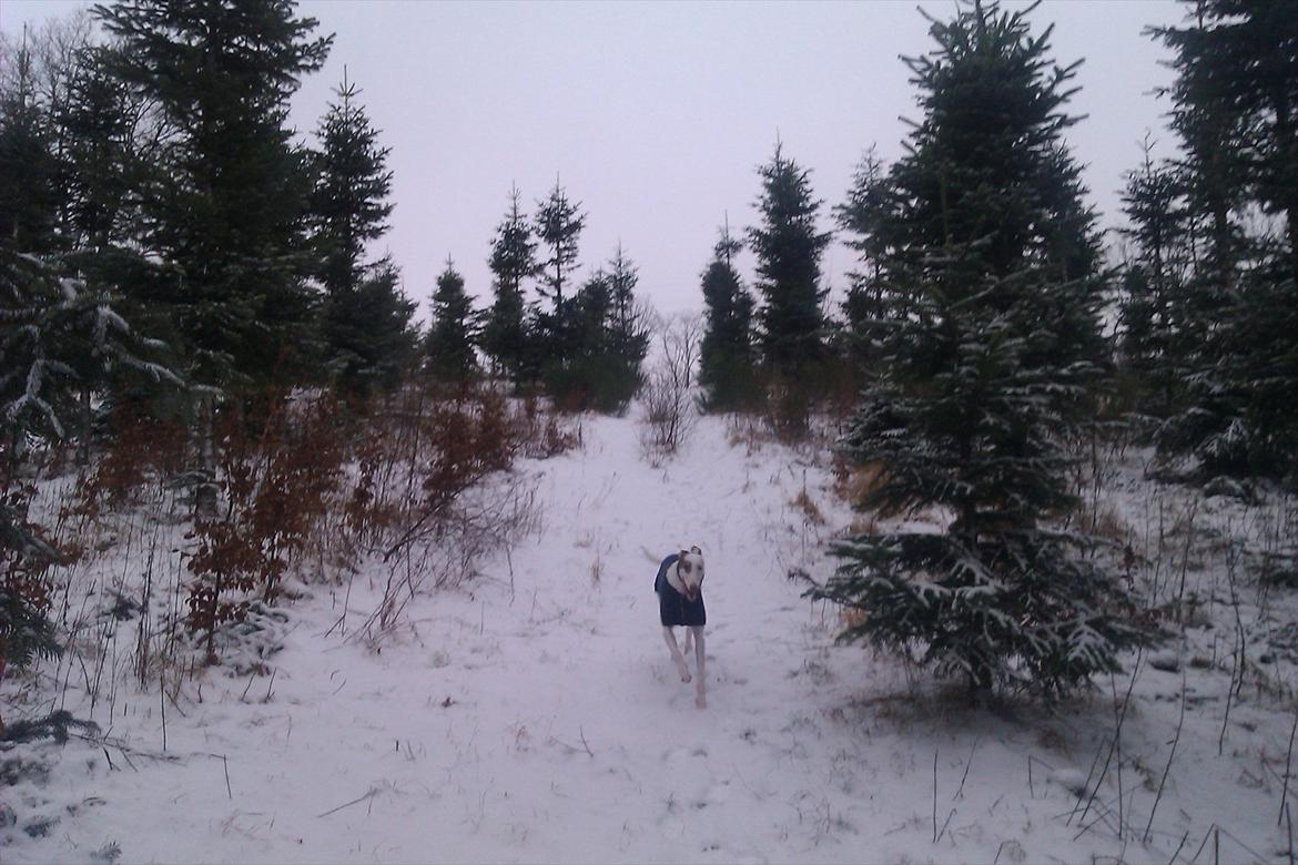 Greyhound Stouke Thunder - Run! billede 20