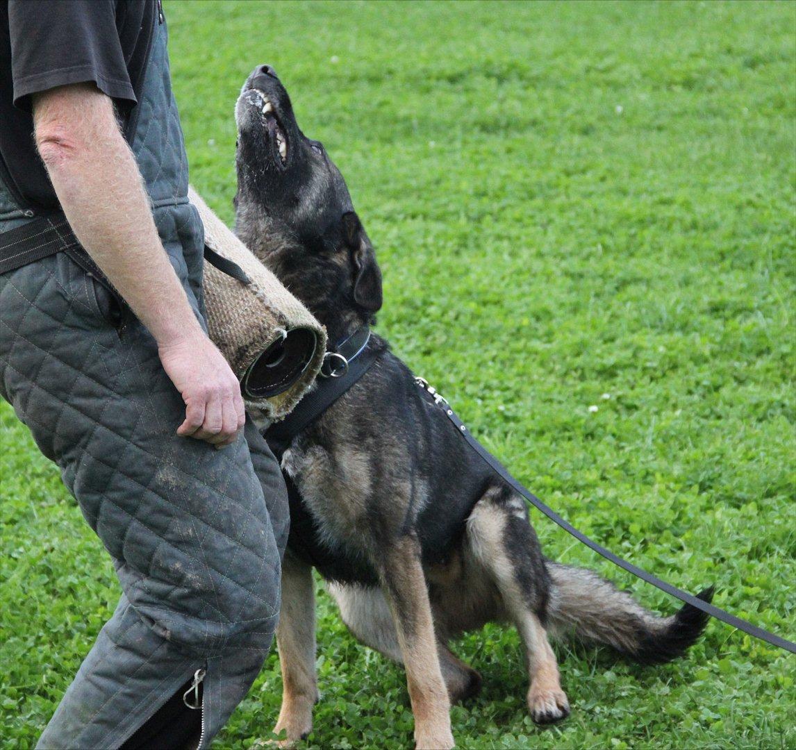 Schæferhund Dristig billede 10