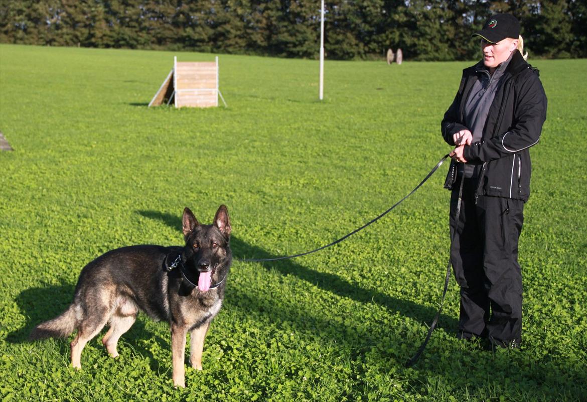 Schæferhund Dristig billede 11