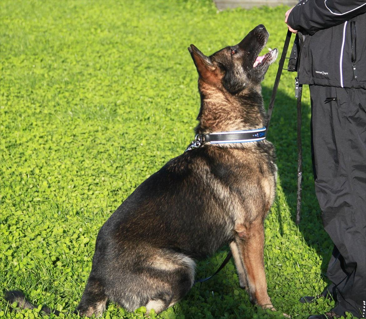 Schæferhund Dristig billede 14