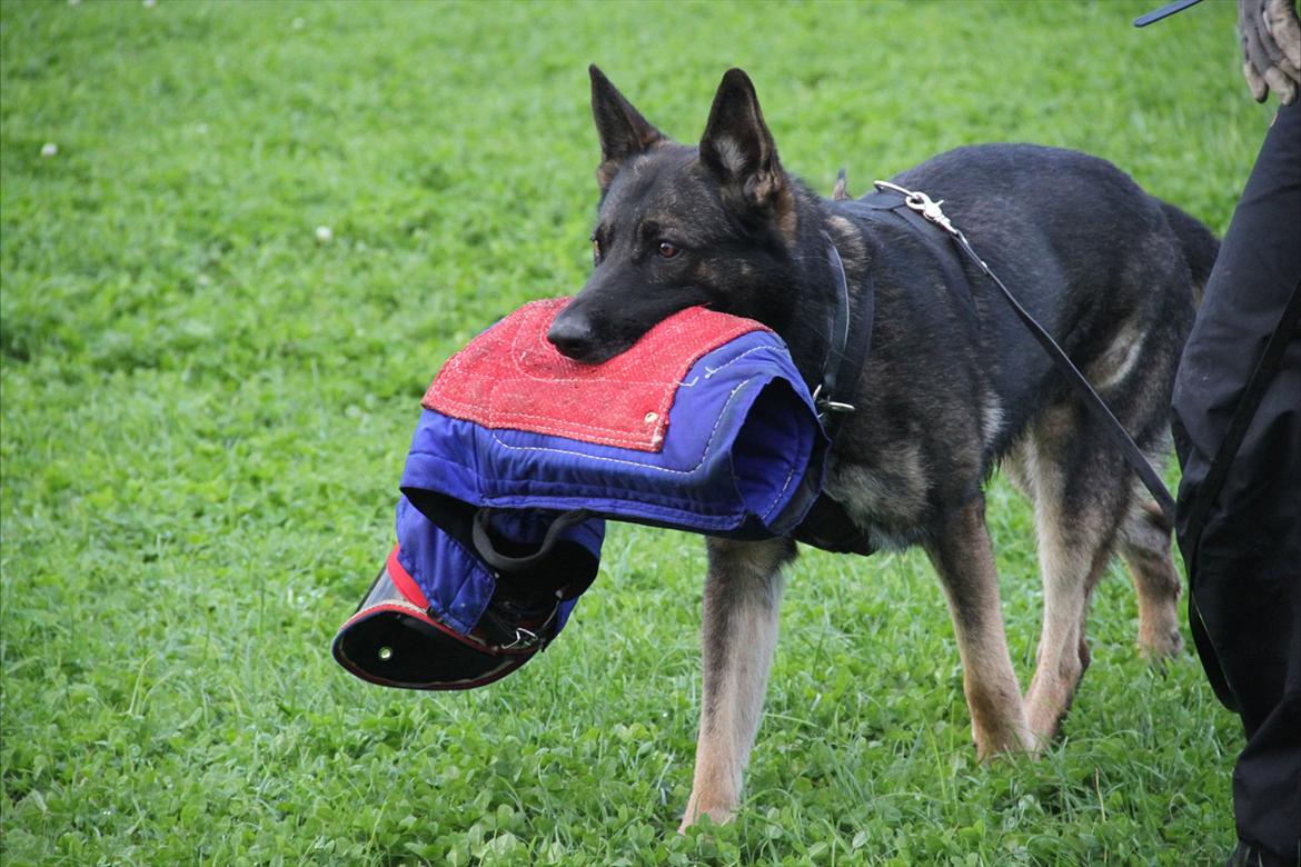 Schæferhund Dristig billede 19