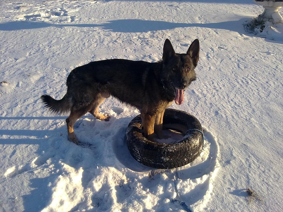 Schæferhund Dristig billede 20