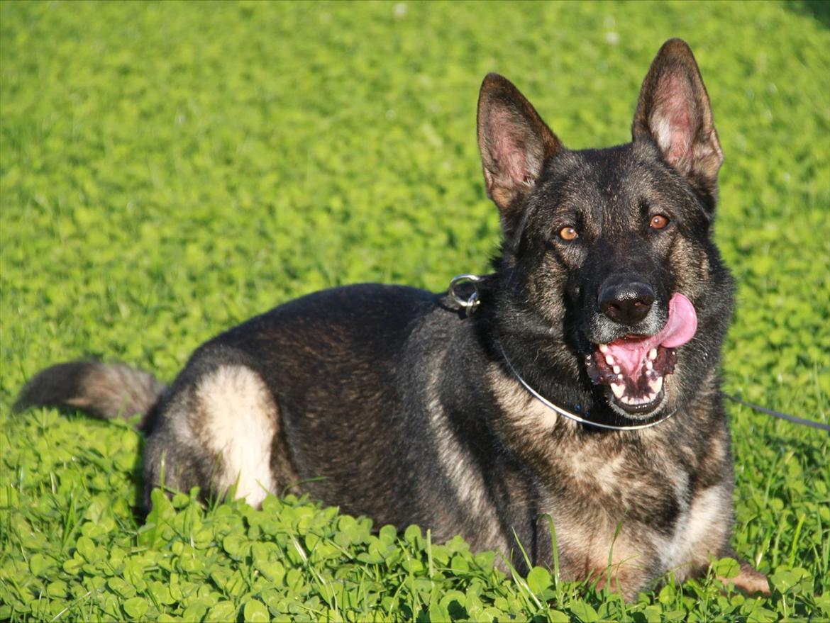 Schæferhund Dristig - Hajens Dristig billede 1