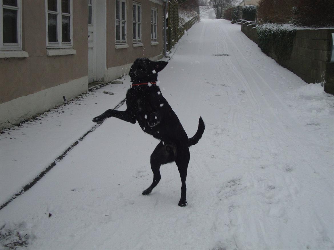 Labrador retriever Basse billede 6