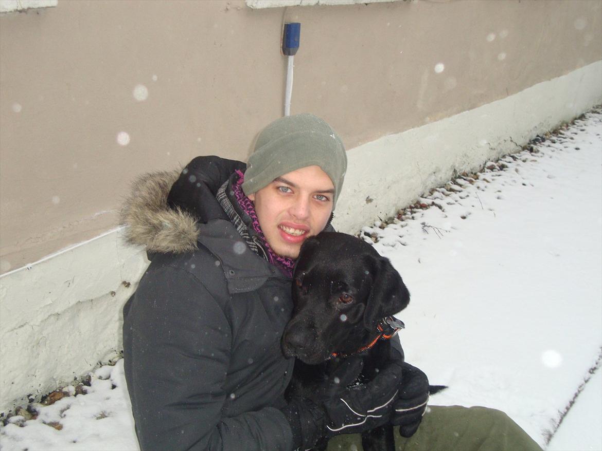 Labrador retriever Basse billede 7