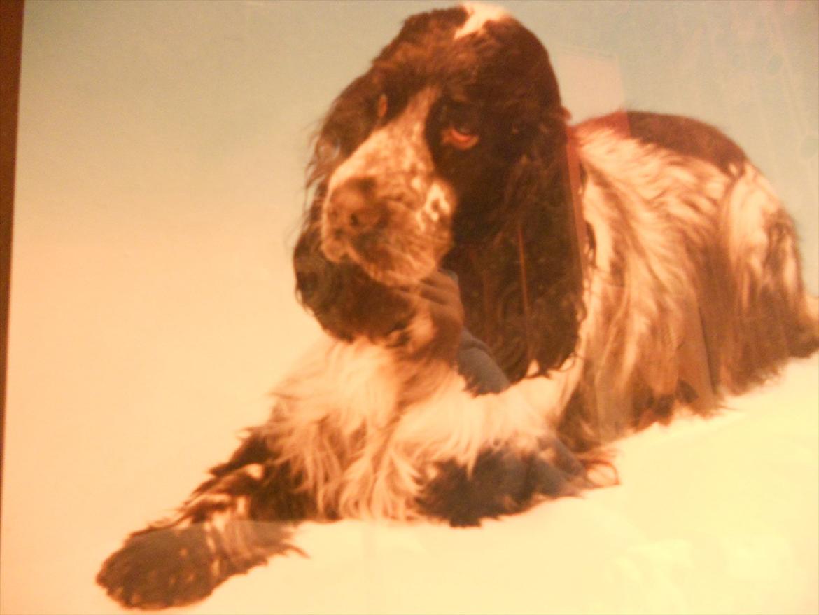 Cocker spaniel Tape - Jeg ved det er dårligt billede:-) billede 1