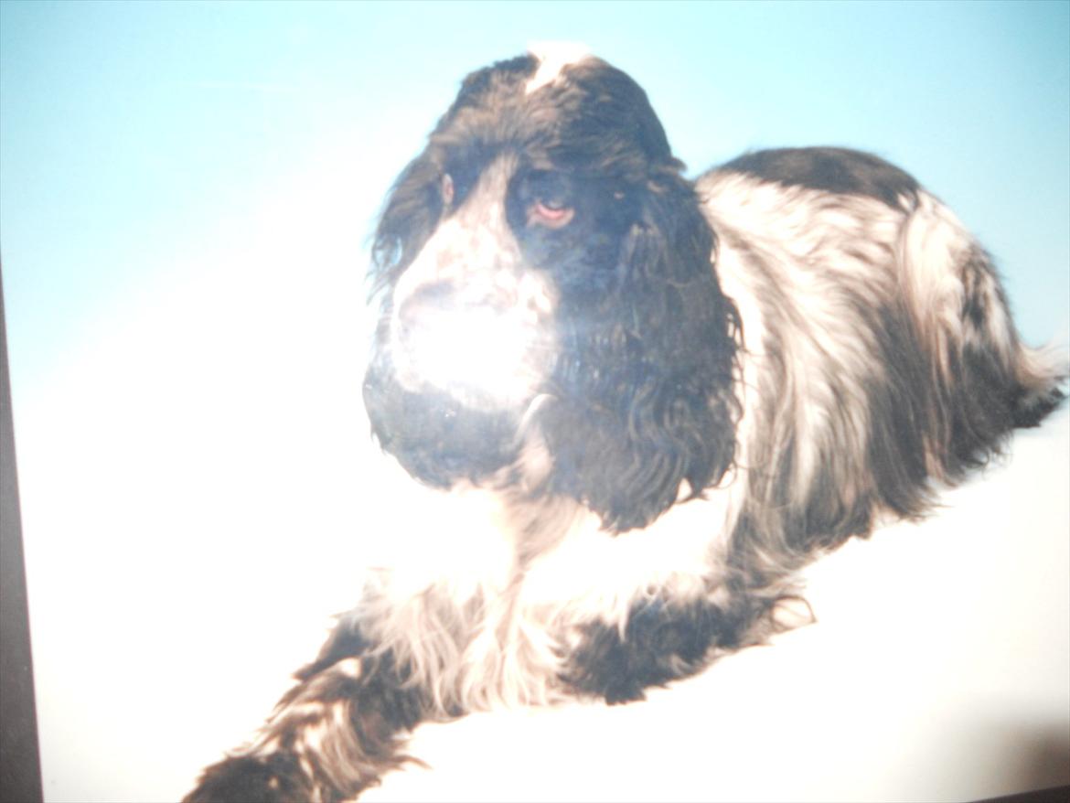 Cocker spaniel Tape - Jeg ved det er dårligt billede! :-) billede 2