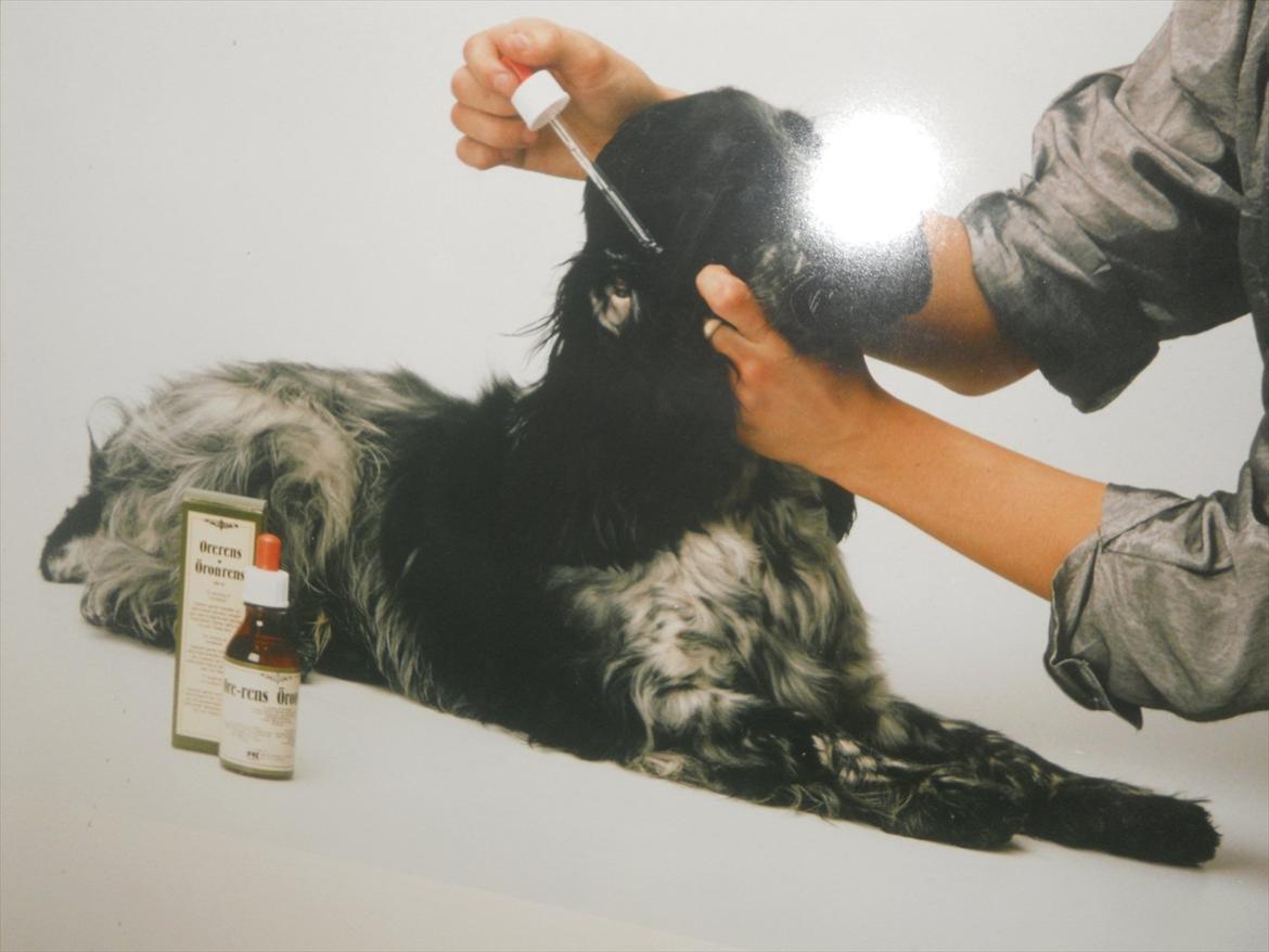 Cocker spaniel Tape billede 3