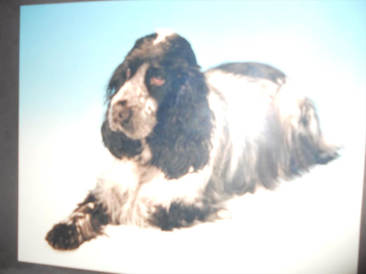 Cocker spaniel Tape billede 4