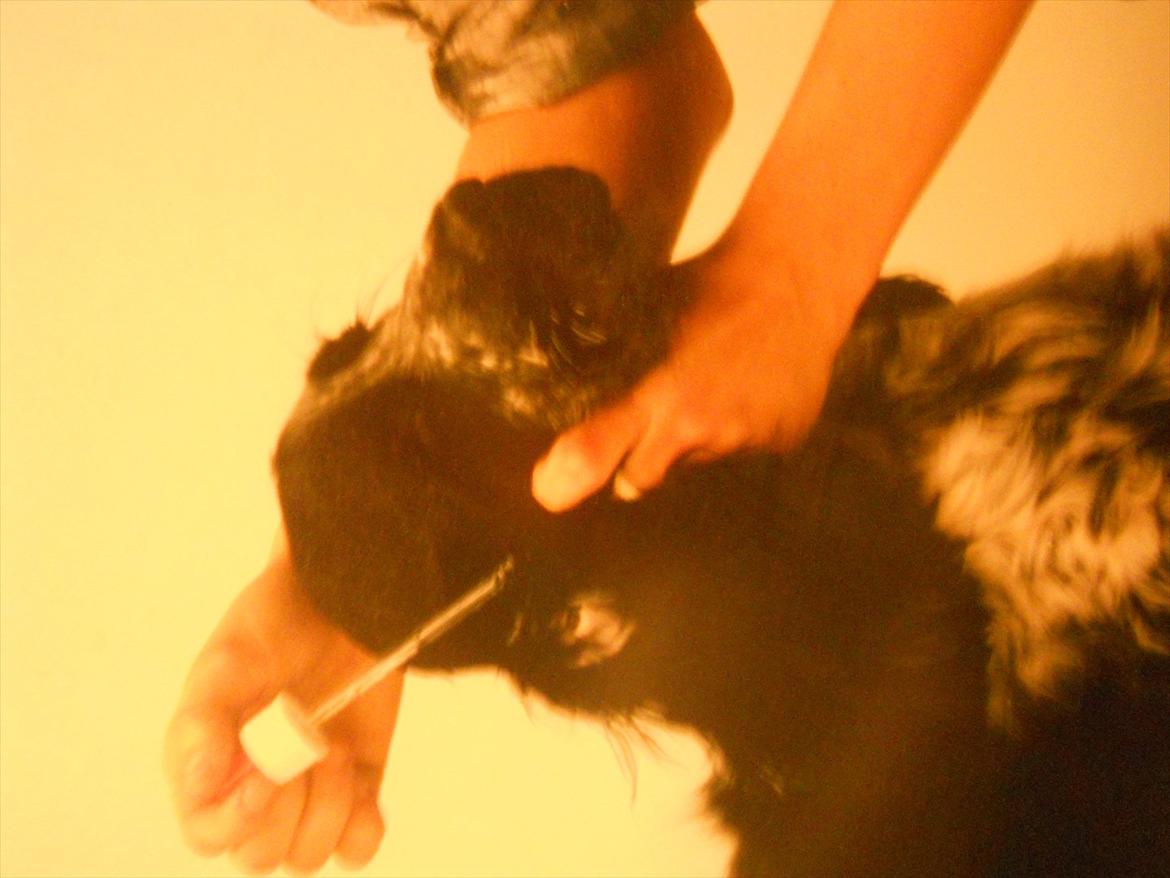 Cocker spaniel Tape - Jeg ved det er et dårligt billede! ;-) billede 6