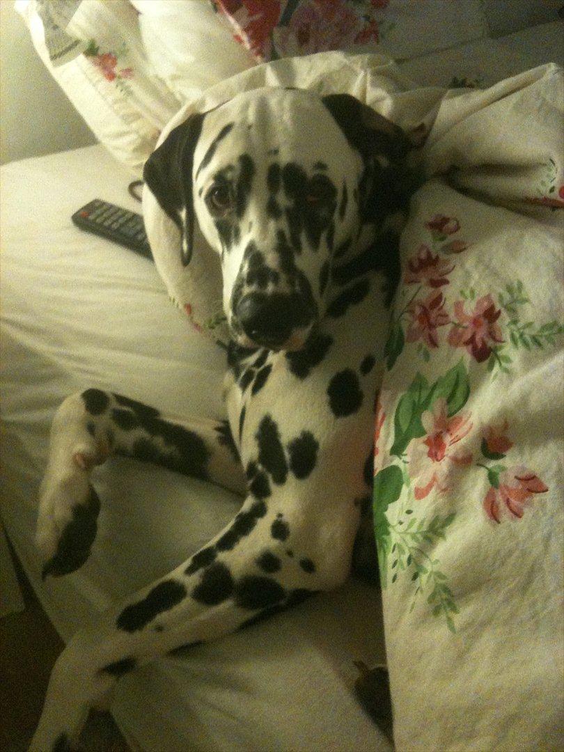 Dalmatiner Neo Aka Frindly Frodo  - Mmmmmh putning..  billede 15
