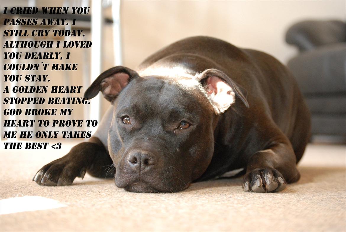 Amerikansk staffordshire terrier Tøsen Prinsesse( R.I.P ) - <3 billede 1