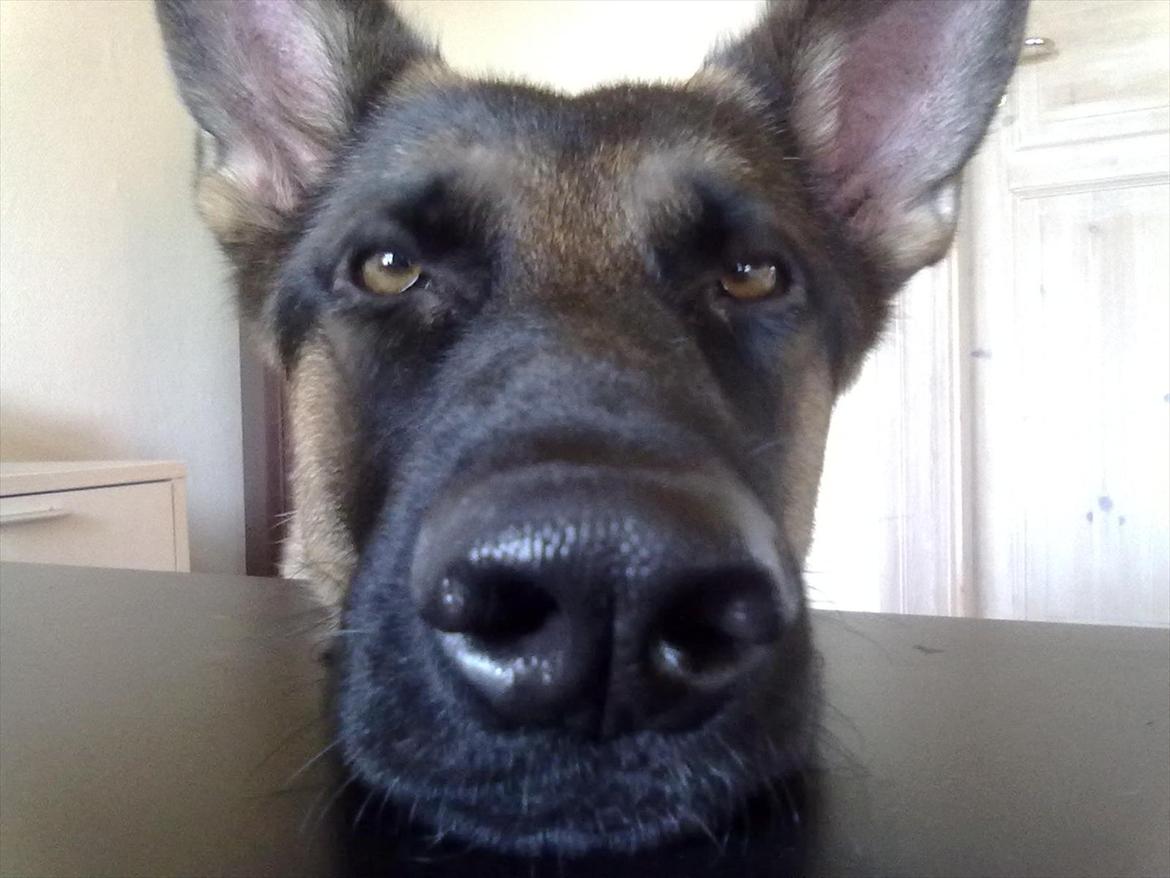 Schæferhund Chilli billede 13