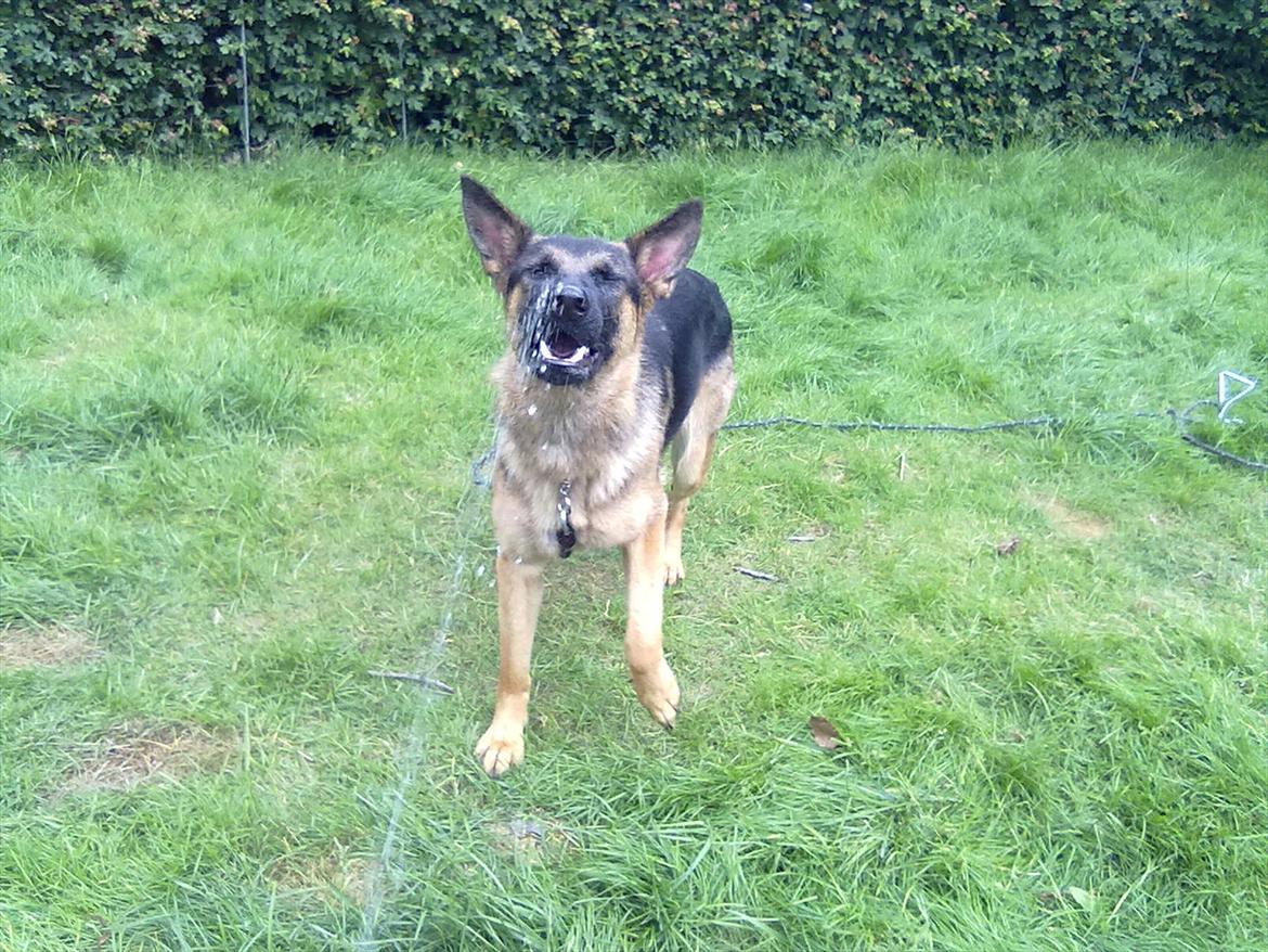 Schæferhund Chilli billede 14