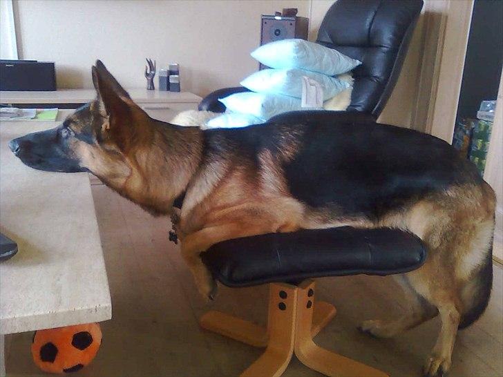 Schæferhund Chilli - Dovenskaben længe leve :-) billede 15