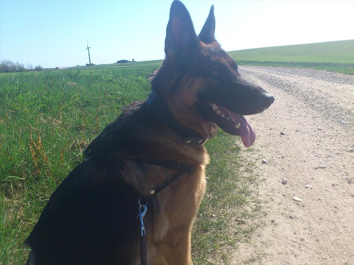 Schæferhund Chilli billede 16