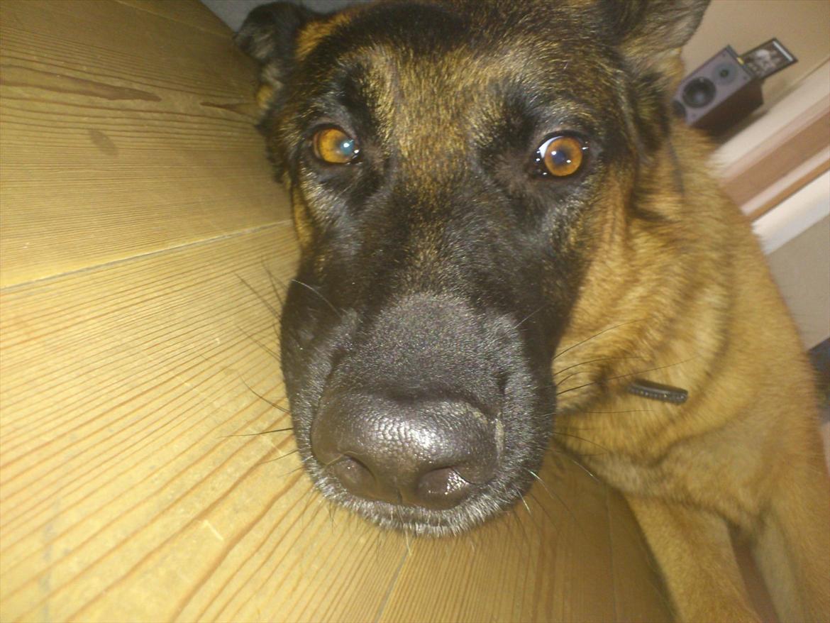 Schæferhund Chilli billede 17