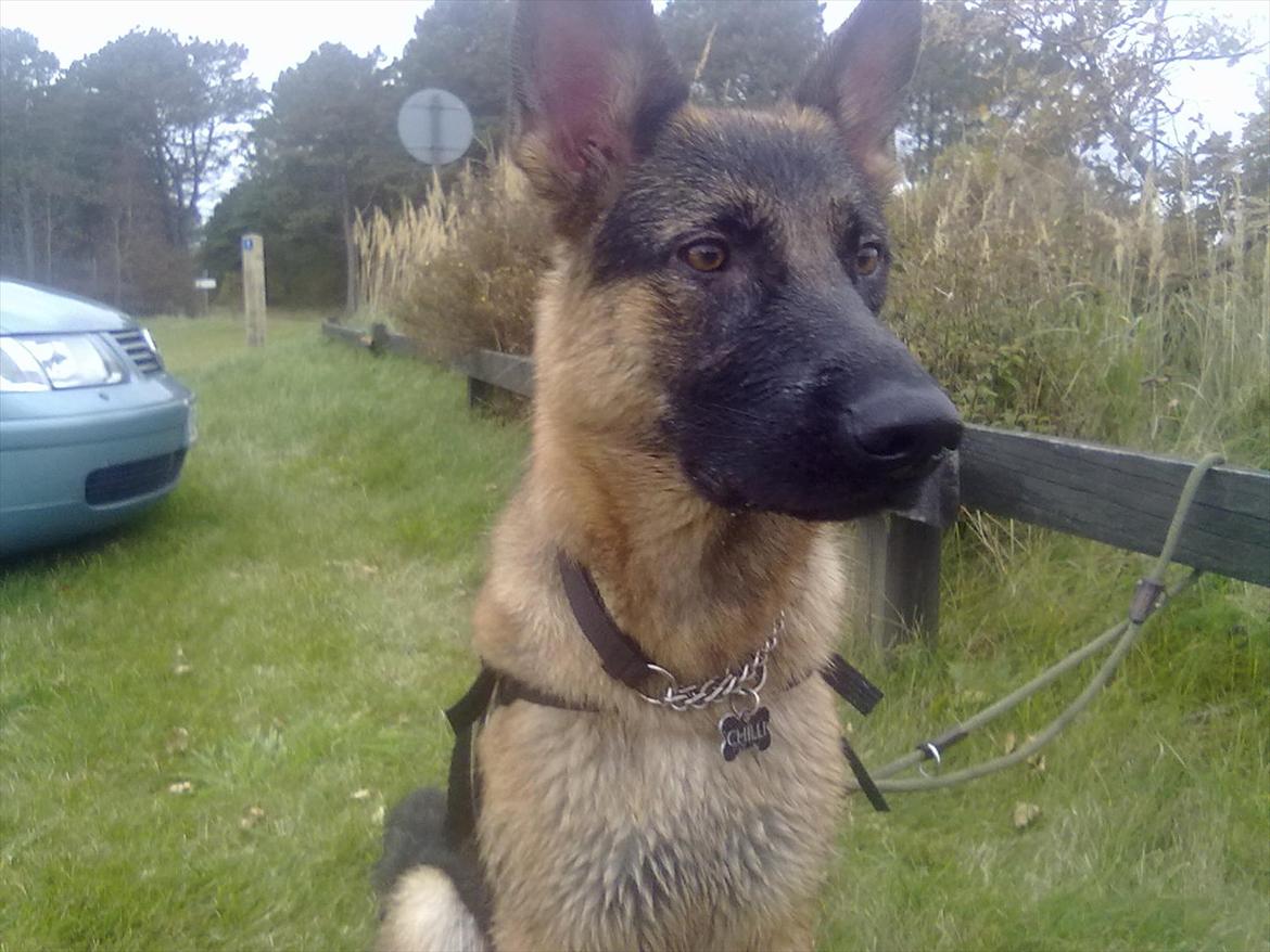 Schæferhund Chilli billede 18