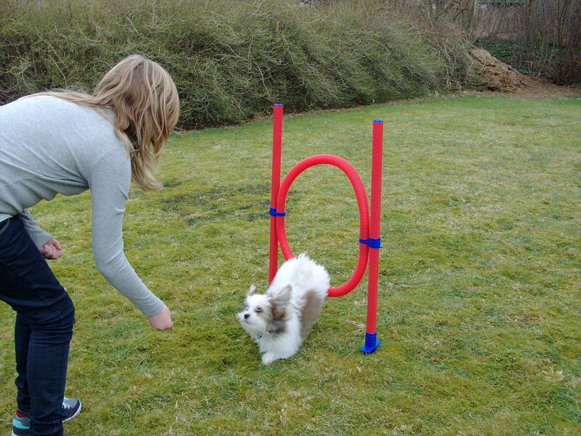 Blanding af racer Boomer billede 9