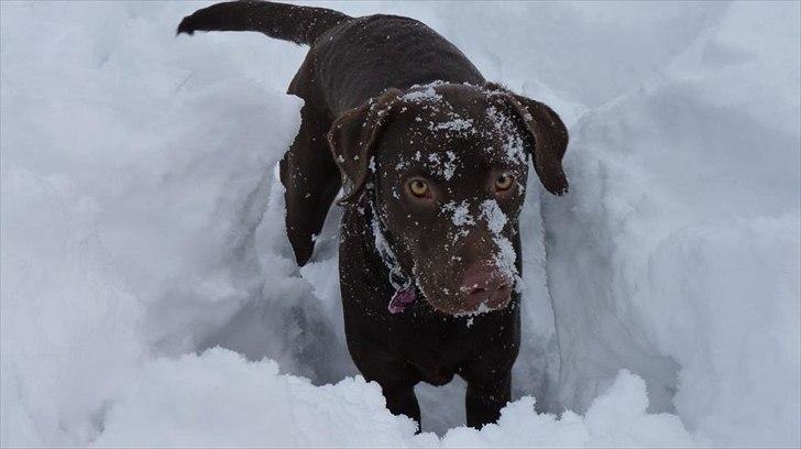 Labrador retriever KASJA * Solgt d.19 - 02 - 2012* - der er vist en der nyder snevejret :-)
28/01 - 2012. billede 19