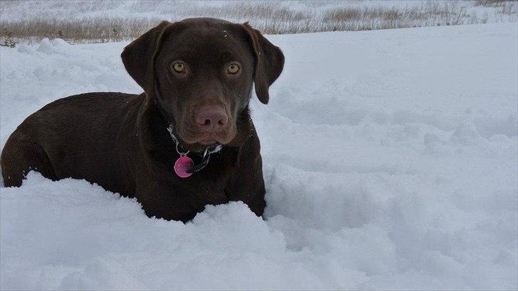 Labrador retriever KASJA * Solgt d.19 - 02 - 2012* - Kasja nyder sneen d. 28/01 - 2012. billede 1